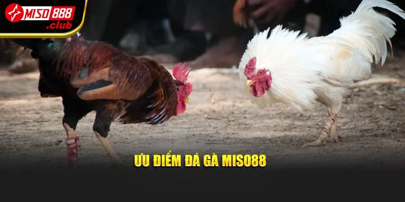 Ưu điểm đá gà MISO88